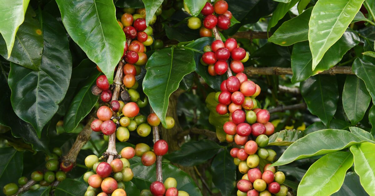 Café costarricenses es el primero de Iberoamérica en tener una etiqueta ambiental