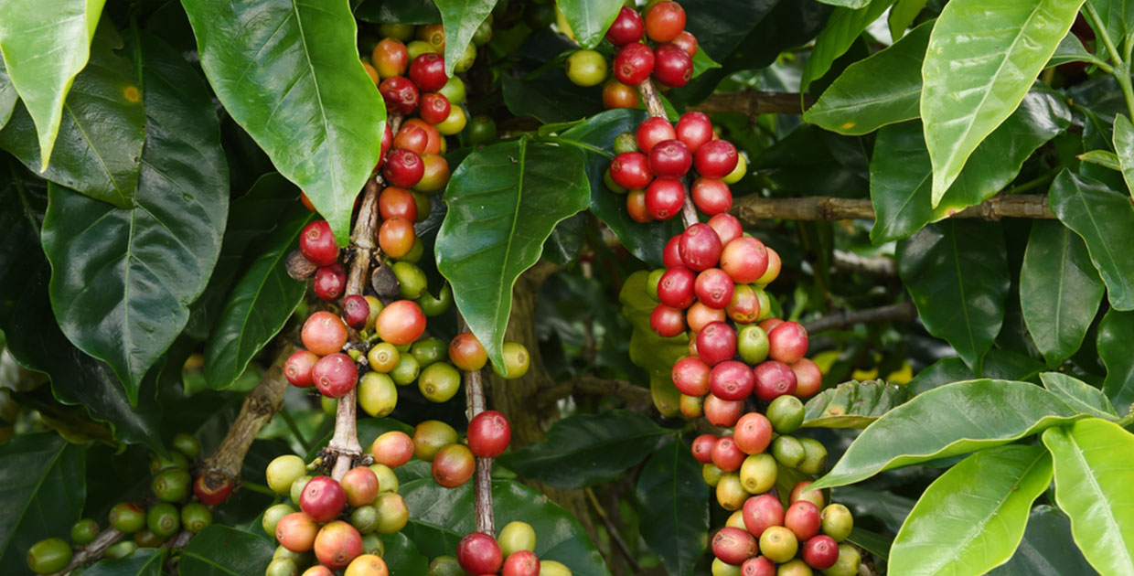 Café costarricenses es el primero de Iberoamérica en tener una etiqueta ambiental