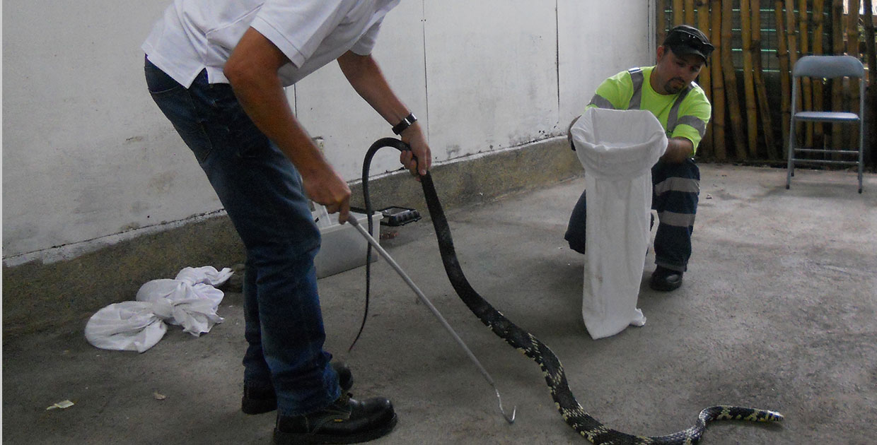 ¿Sabe cómo actuar ante la presencia de una serpiente?