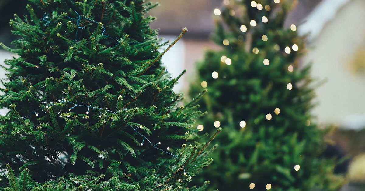 Árboles de Navidad ecológicos son la gran novedad en decoración para este 2018