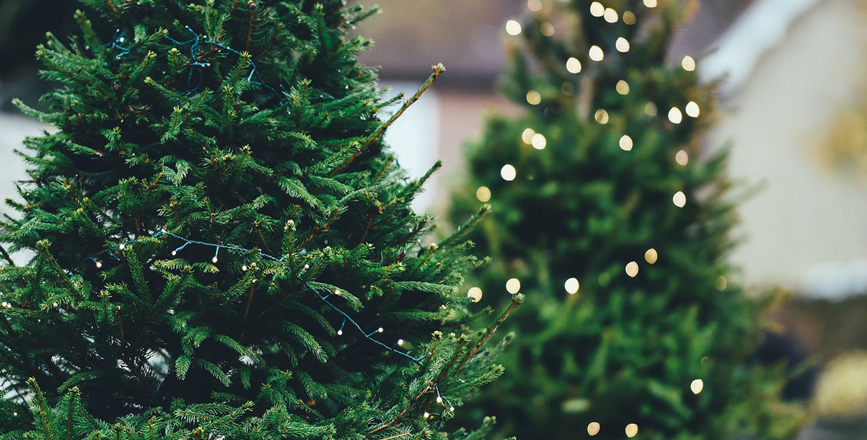 Árboles de Navidad ecológicos son la gran novedad en decoración para este 2018