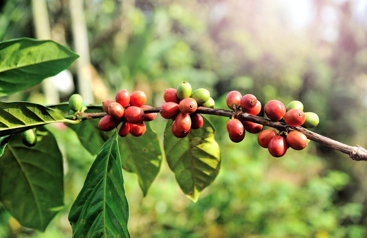 Guatemala  incrementa exportación de café a Corea del Sur