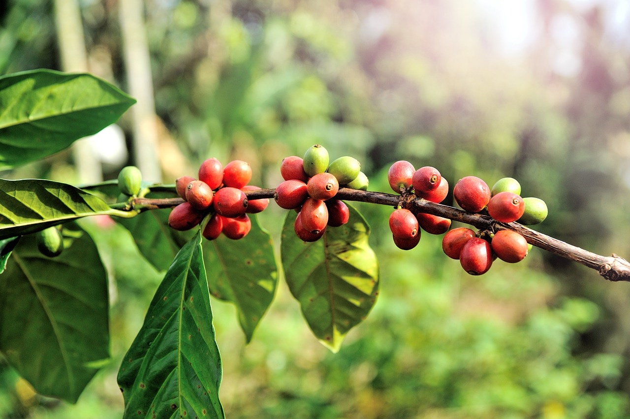Starbucks realiza investigación para encontrar café resistente al cambio climático en Costa Rica