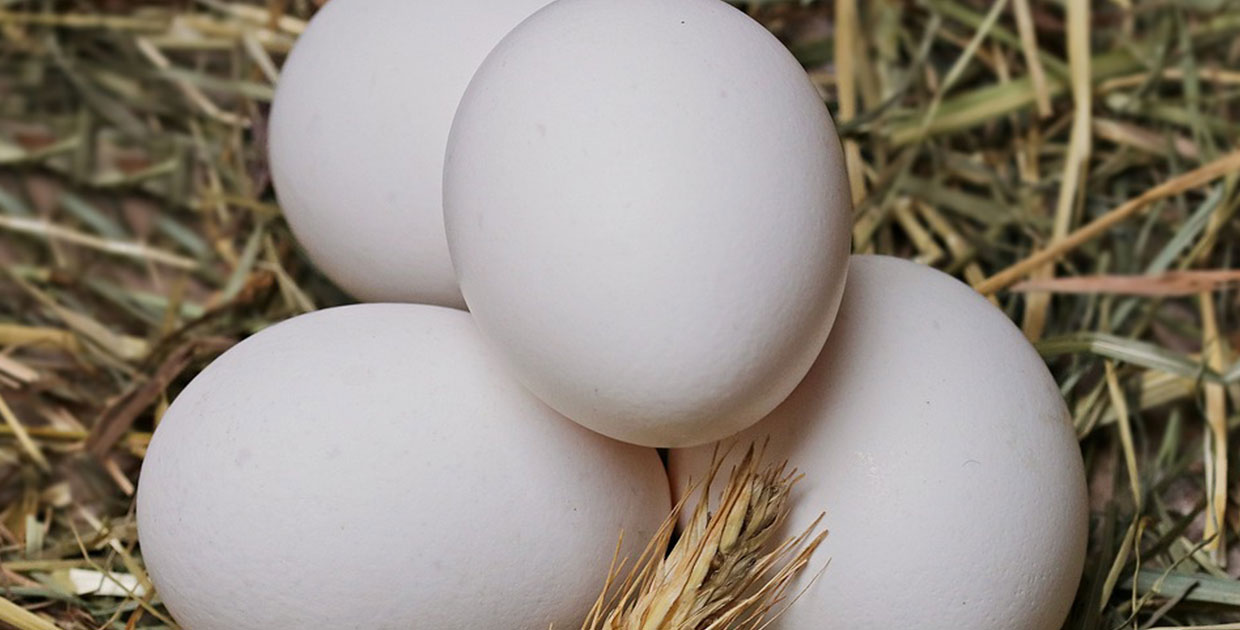 Día Mundial del Huevo: Uno de los alimentos más nutritivos del planeta