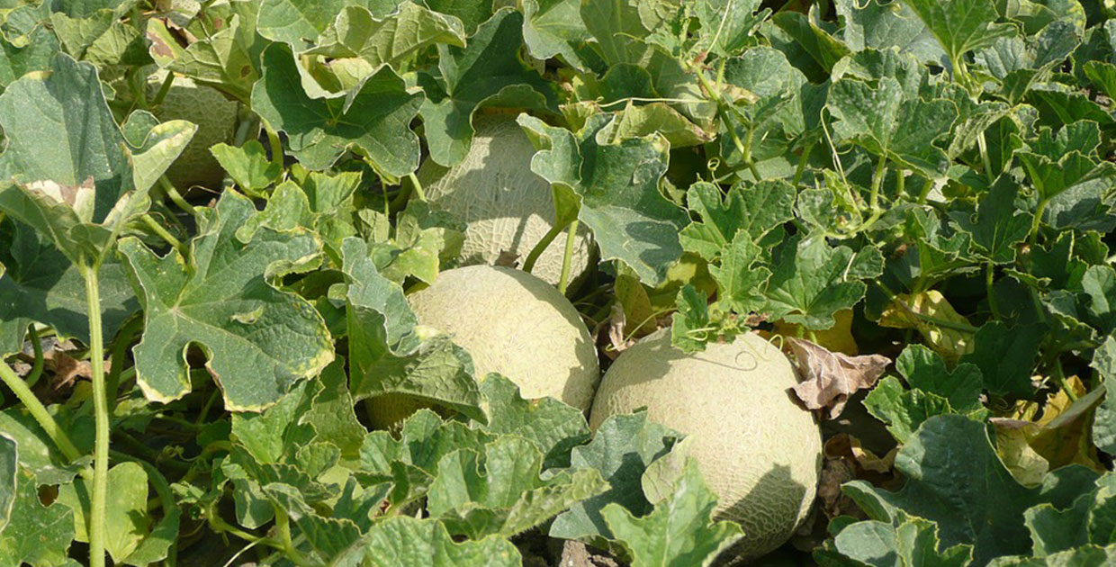 El melón hondureño podría llegar a 40 nuevos mercados