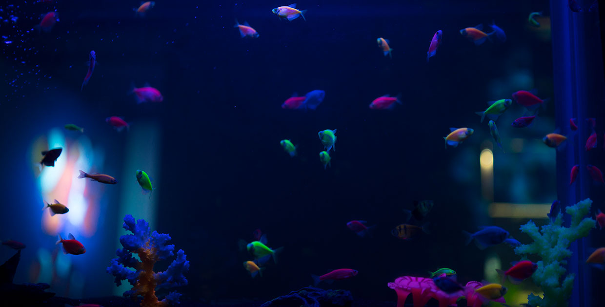 Fundación MarViva y Multiplaza unen esfuerzos para educar sobre la importancia de proteger los mares