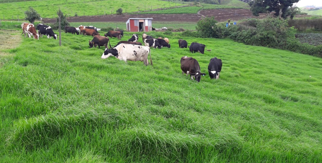 Costa Rica: Fincas adaptan sus técnicas de trabajo para enfrentar  el cambio climático