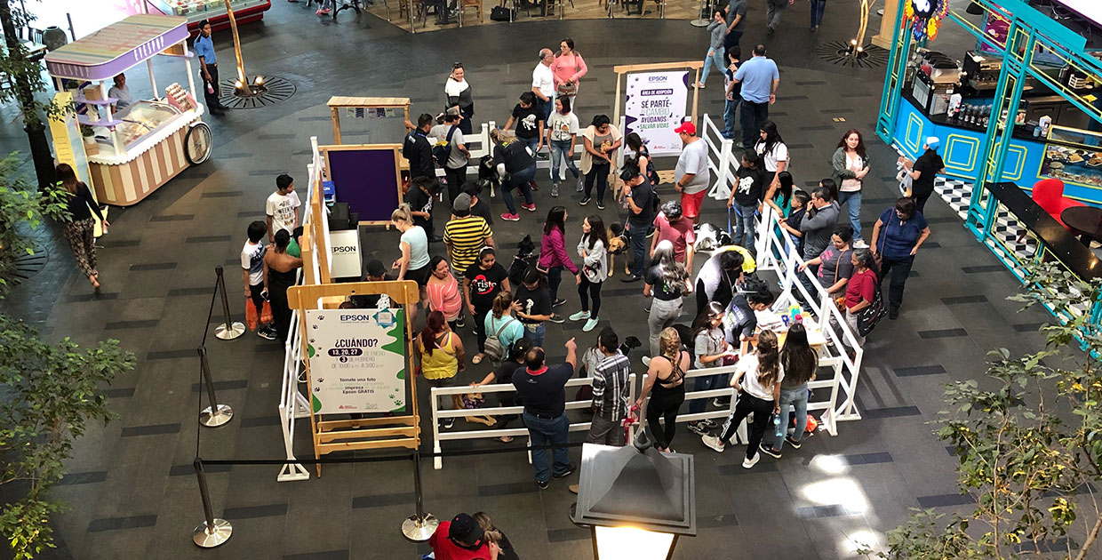 Ferias de adopción permitieron que más de 70 mascotas encontraran hogar en Guatemala