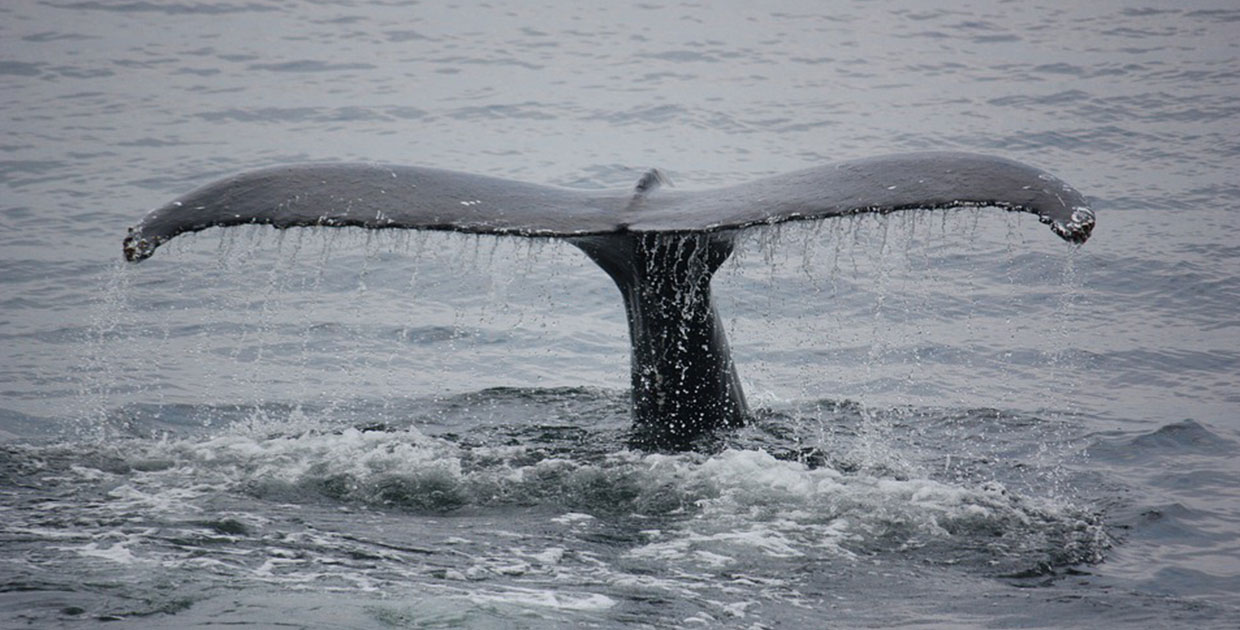 La naturaleza es fuente de inspiración para la tecnología
