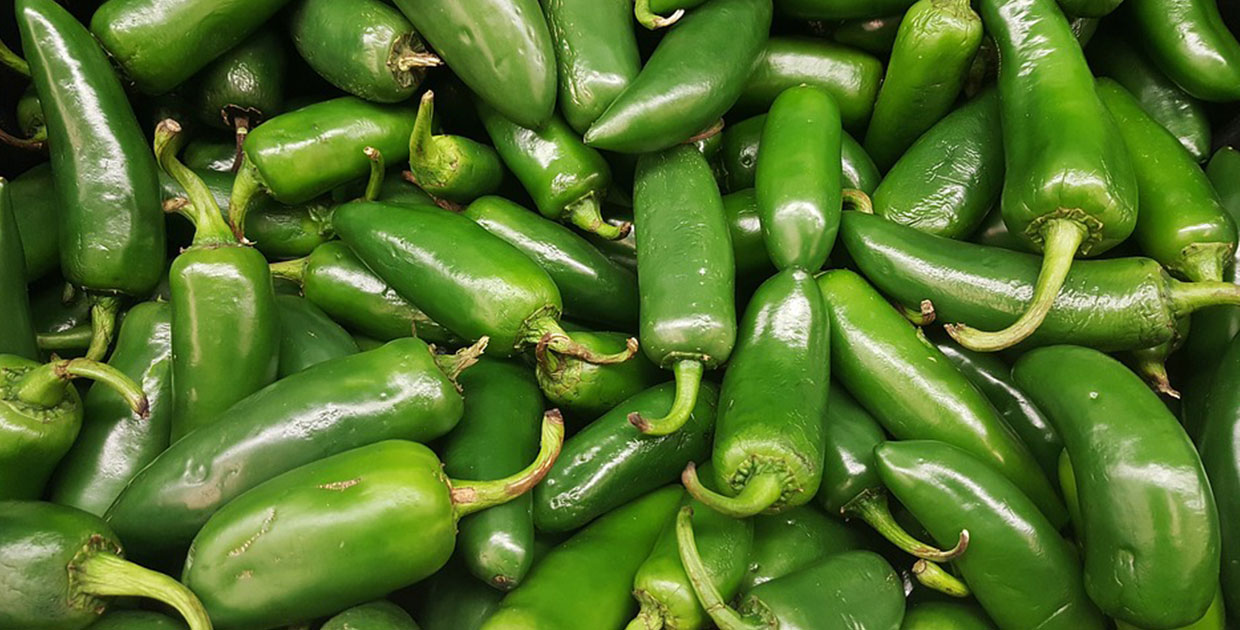 Exportación de chile jalapeño le deja un US$1 millón en divisas a Honduras