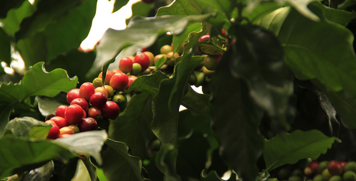 Exportación de café de Guatemala a Corea recibe apoyo