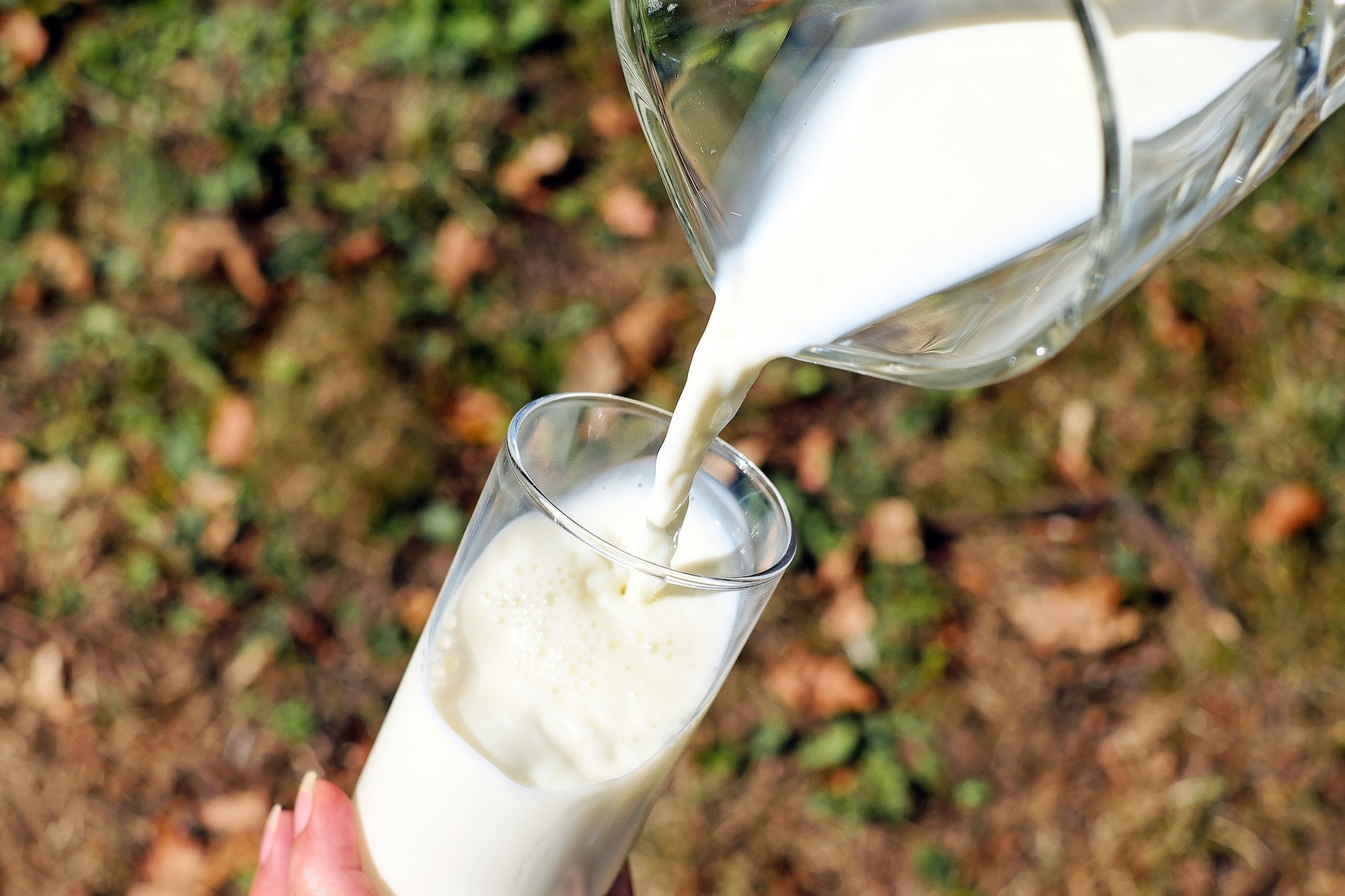 La leche, el alimento que brinda la mejor absorción de calcio al organismo