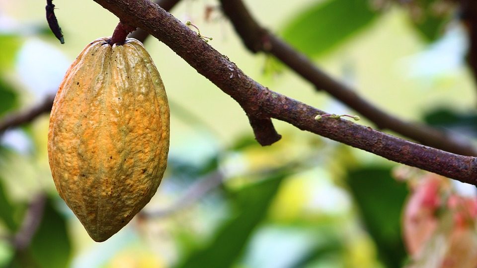 Honduras y Suiza invertirán  US$12 millones en la producción de cacao