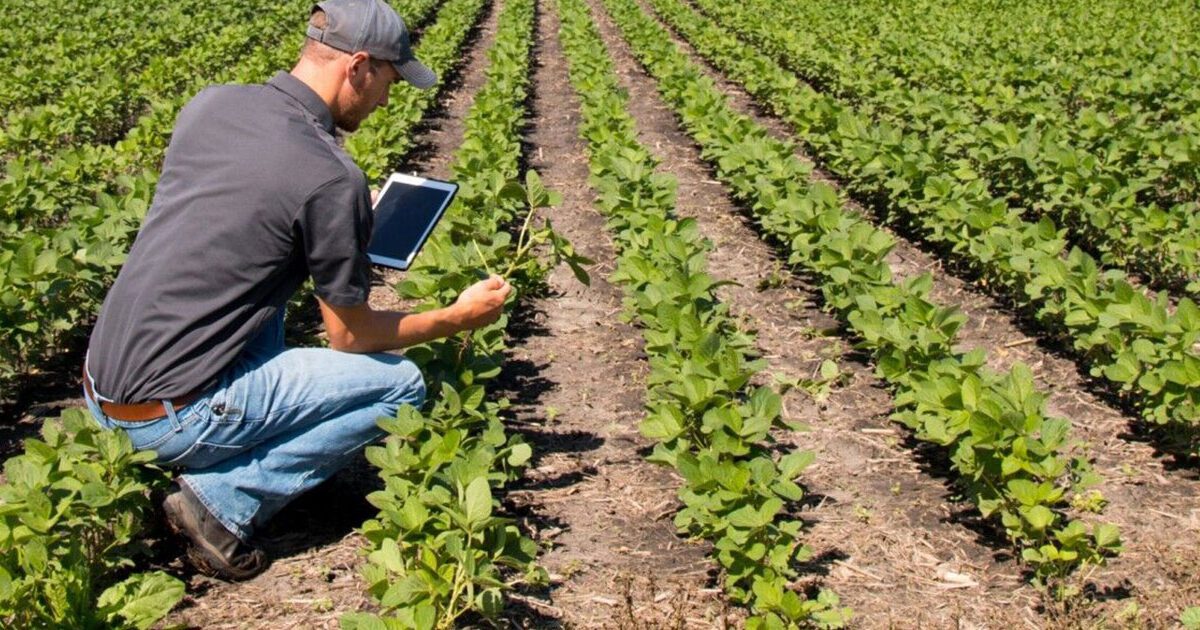 Pronósticos de sequía impulsan el interés por predicciones agrícolas con IA en Centroamérica