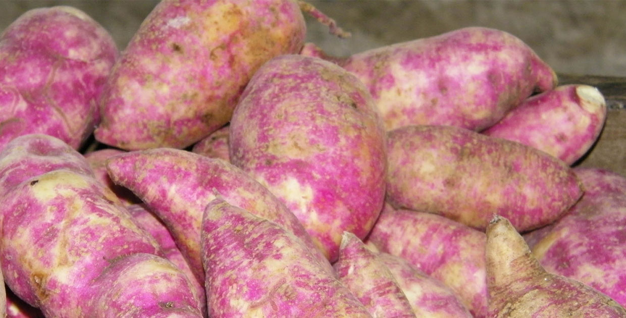 Exportación de camote le deja US$ 7,6 millones en divisas a Honduras