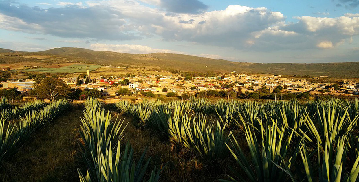 Conozca la verdadera historia del Tequila