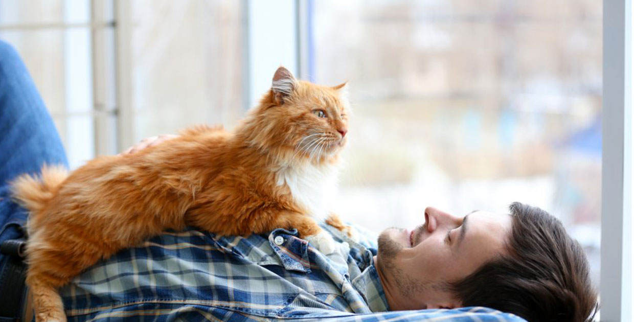 ¿Cuál es la mascota preferida en América Latina, el perro o el gato?