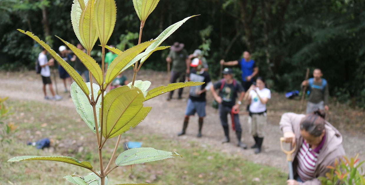 Voluntarios sembraron más de 70 árboles en Refugio de Vida Silvestre La Marta para combatir el cambio climático