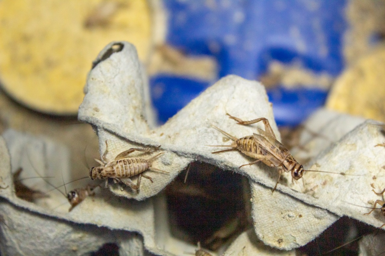 Nuevas alternativas de negocio a base de insectos