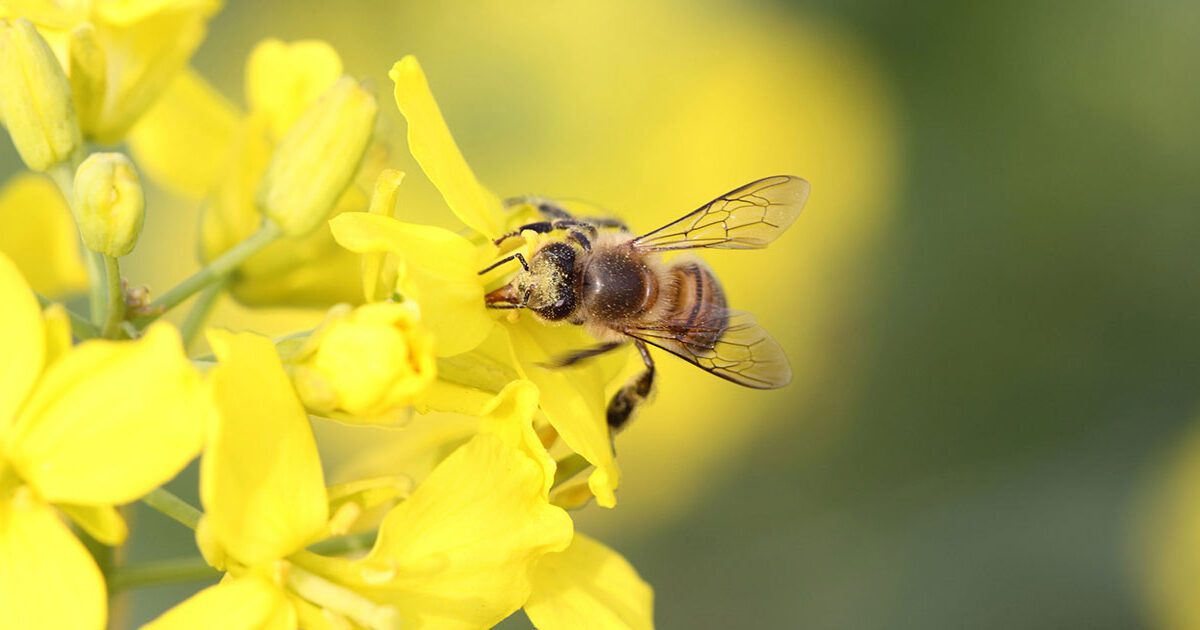 ¿Cómo el Internet de las Cosas puede salvar a las abejas?
