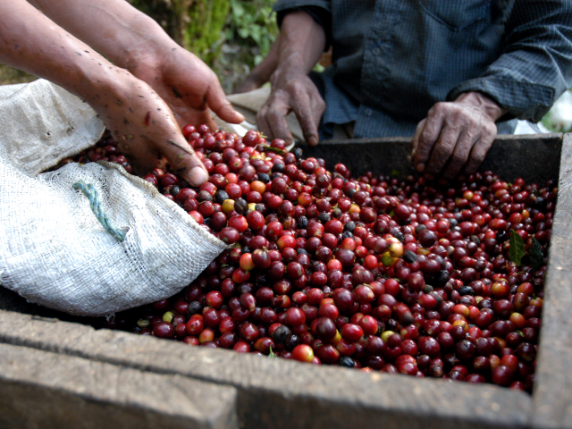 BCIE otorga préstamo para reactivar sector café de Guatemala
