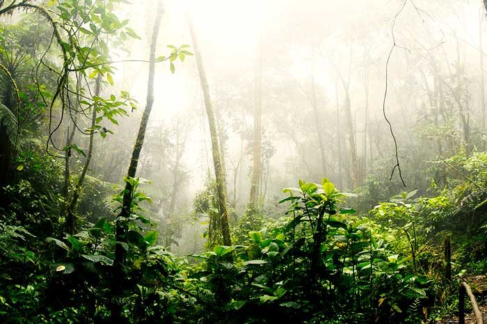CAF protege 300.000 hectáreas de la Amazonía peruana y neutraliza las emisiones de gases de efecto invernadero emitidas desde 1970