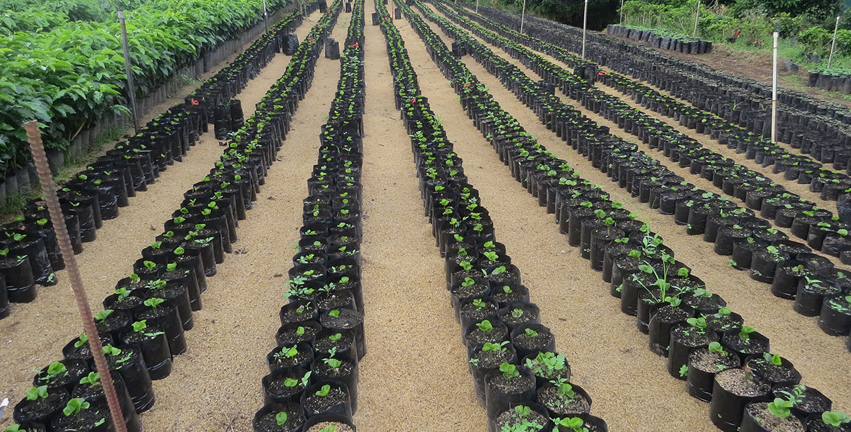 Agricultura 4.0 avanza en Costa Rica