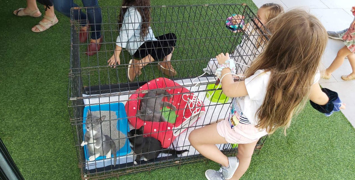 Esta Navidad regálele a un animal callejero un hogar responsable y lleno de amor