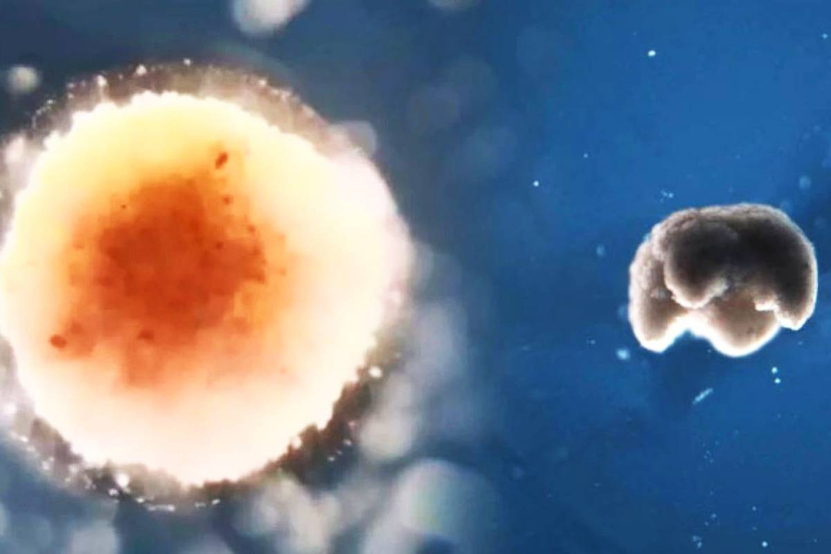 Biobots:  los robots vivos hechos con células de rana