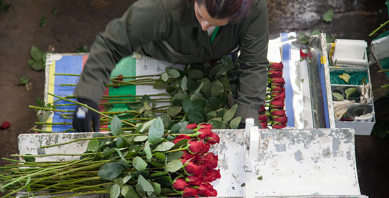Avianca Cargo transportó más de 11.800 toneladas de flores por celebración de San Valentín