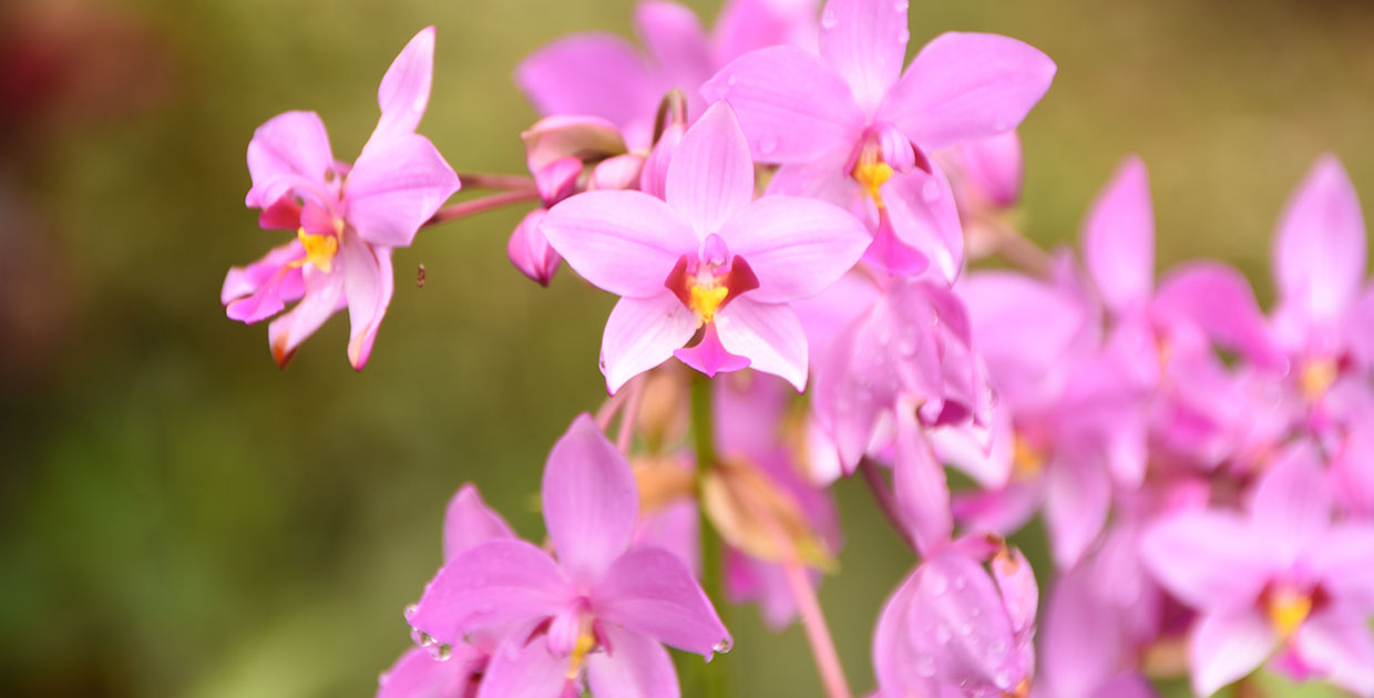 Este verano cuide sus plantas de forma responsable con el ambiente