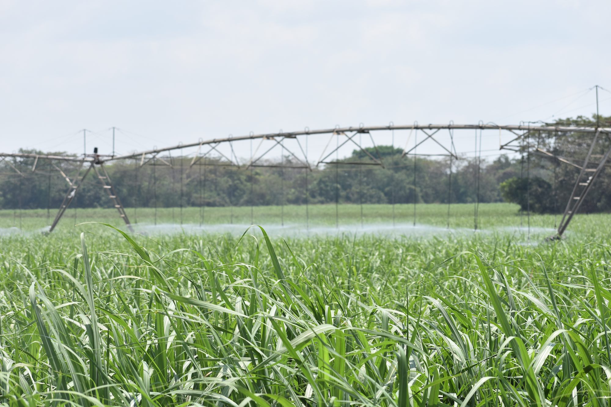 Ingenio San Antonio tomado como referencia en la guía de Bonsucro para enfrentar el COVID-19