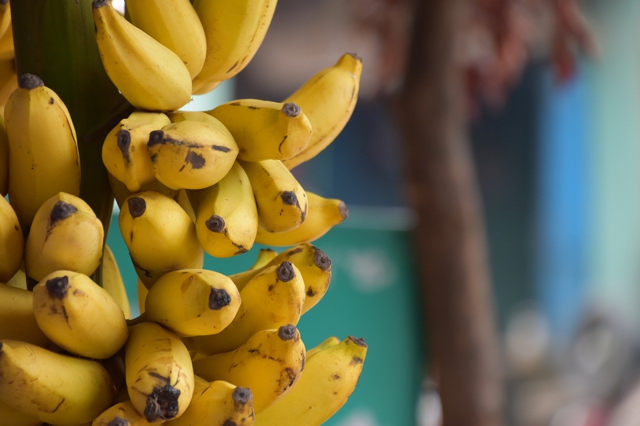 Histórico flujo de divisas en Honduras por exportación de banano