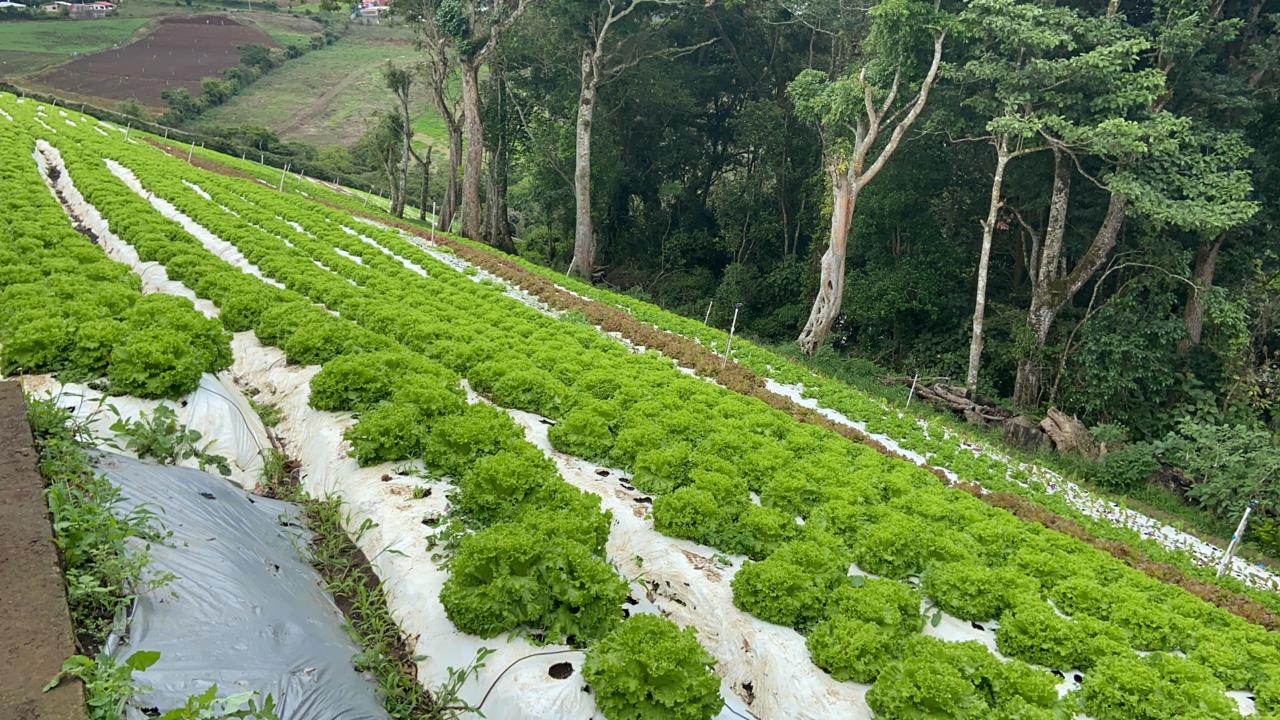 Tierras de agricultura orgánica crecieron más del doble en 10 años en Guatemala