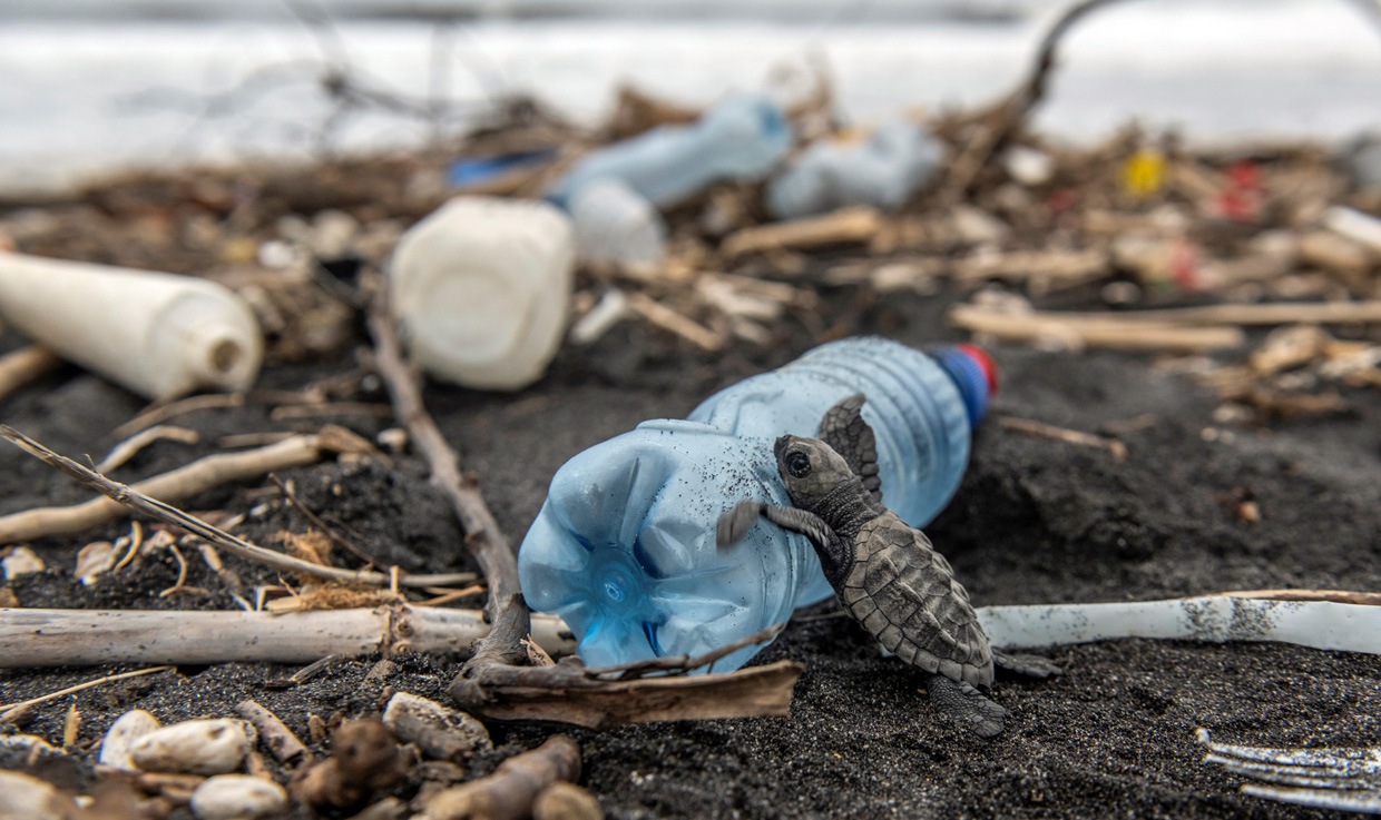 ¿Sabía que puede limpiar las playas desde su casa?