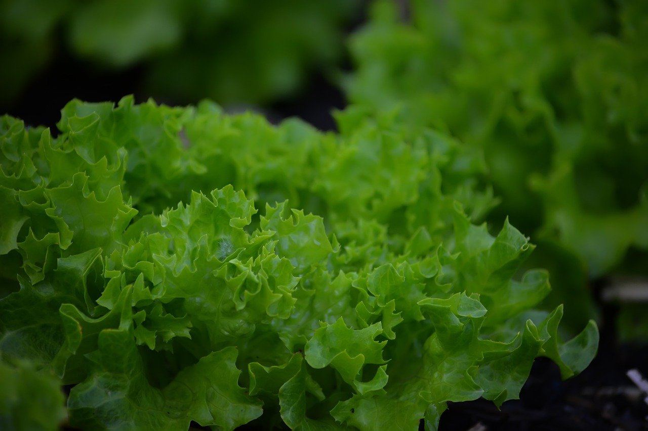 Haga su propio huerto en casa