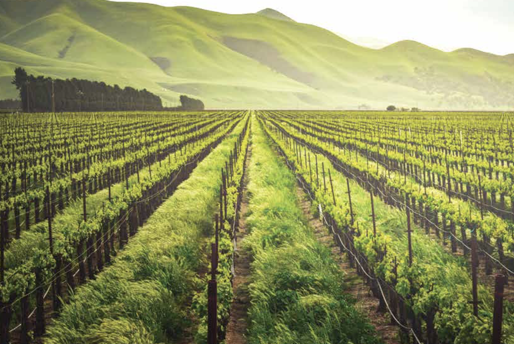 Agroindustria, importante motor de la economía