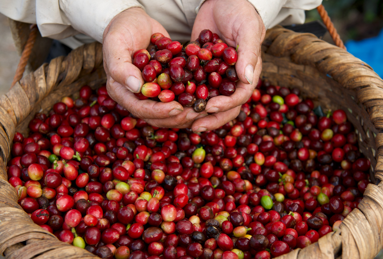 En el Día Internacional del Café conozca más sobre el grano de oro costarricense