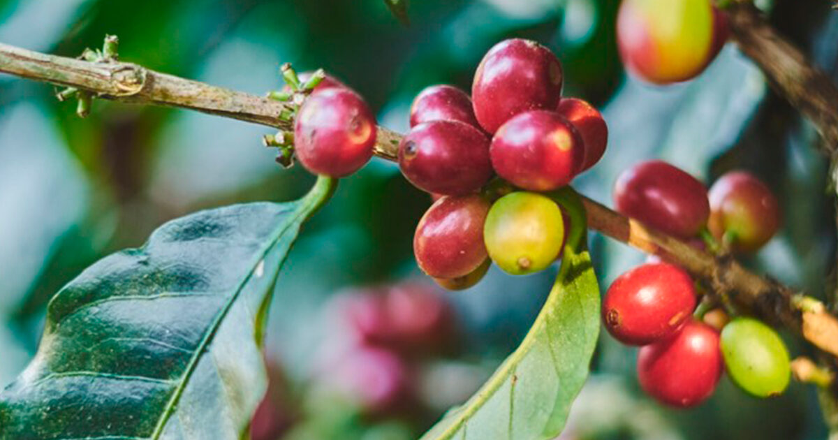Honduras es único país con crecimiento en venta de café