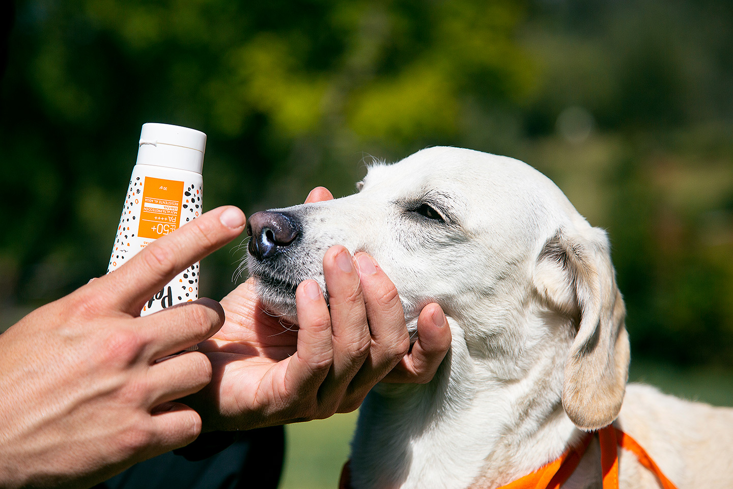 Exposición al sol y las altas temperaturas podrían afectar la piel de su mascota