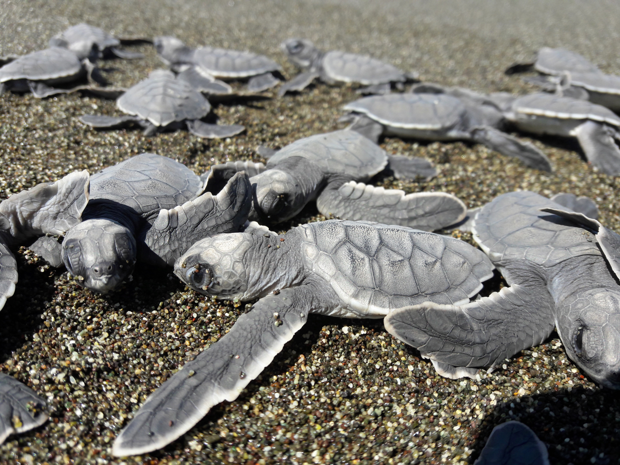 Ford distribuye US$50.000 en la región a través del programa Donativos Ambientales 2020