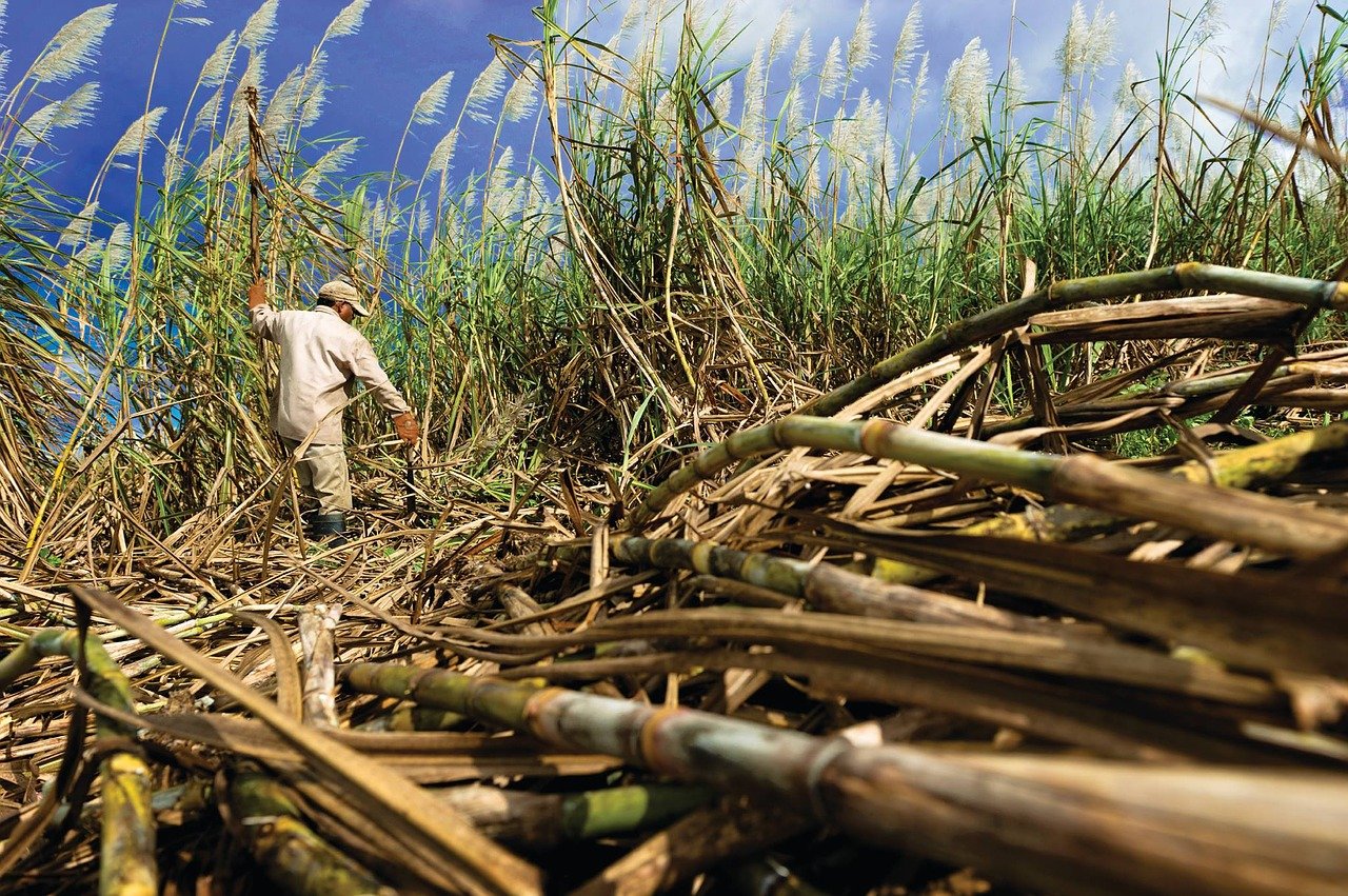 Productores salvadoreños esperan 17,2 millones de quintales de azúcar de la actual zafra