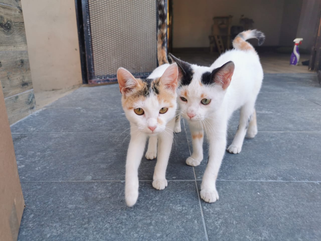 Monge y CATRIX se alían para encontrarle hogar a gatitos rescatados