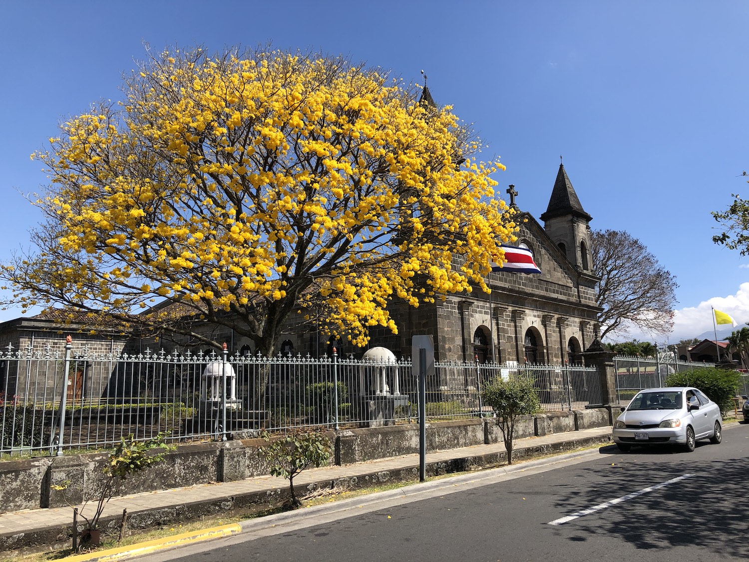Corteza amarilla, el sol en un árbol
