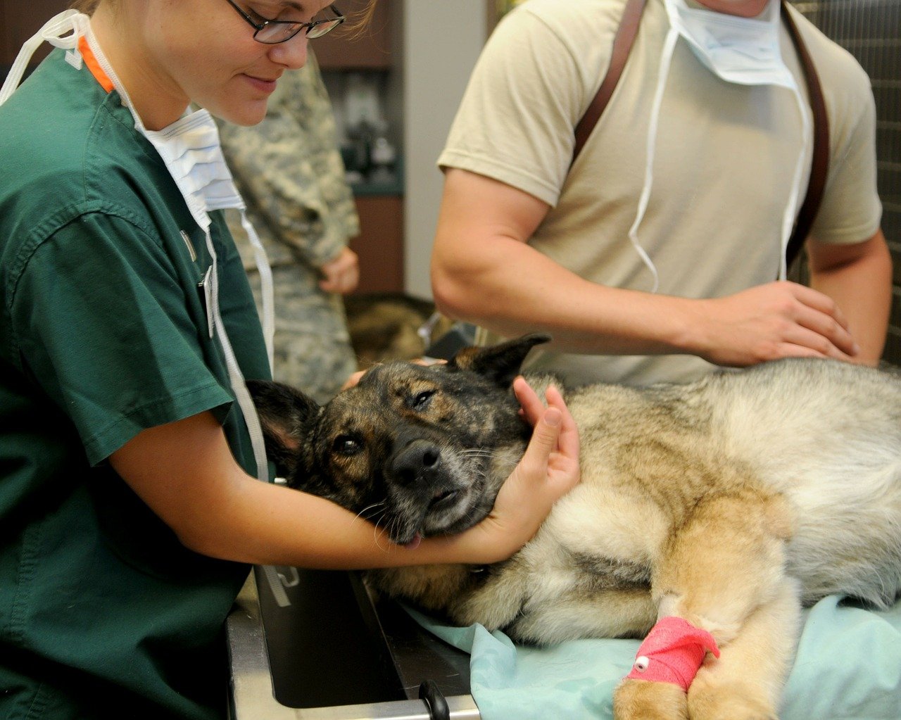 Uno de cada seis médicos veterinarios admite una severa afectación emocional al ajercer su profesión