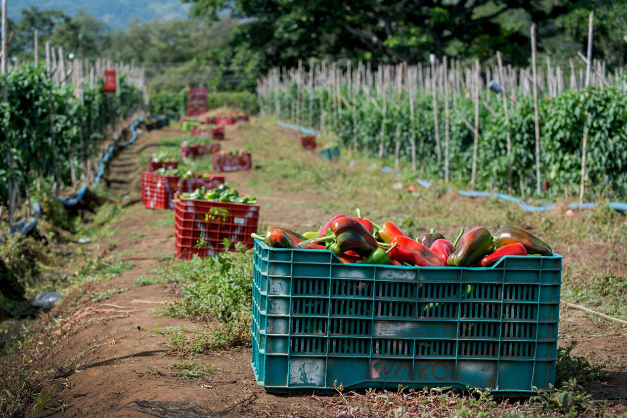 Syngenta lanza en Guatemala Elestal Neo: el nuevo insecticida para el control de plagas chupadoras en vegetales