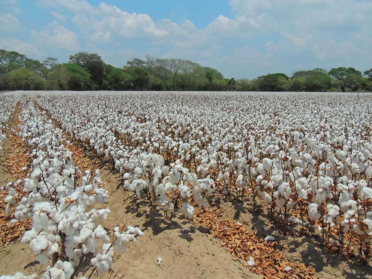 Costa Rica: Estación de Semillas de Bayer en Cañas genera innovación y sostenibilidad con nuevas variedades de algodón