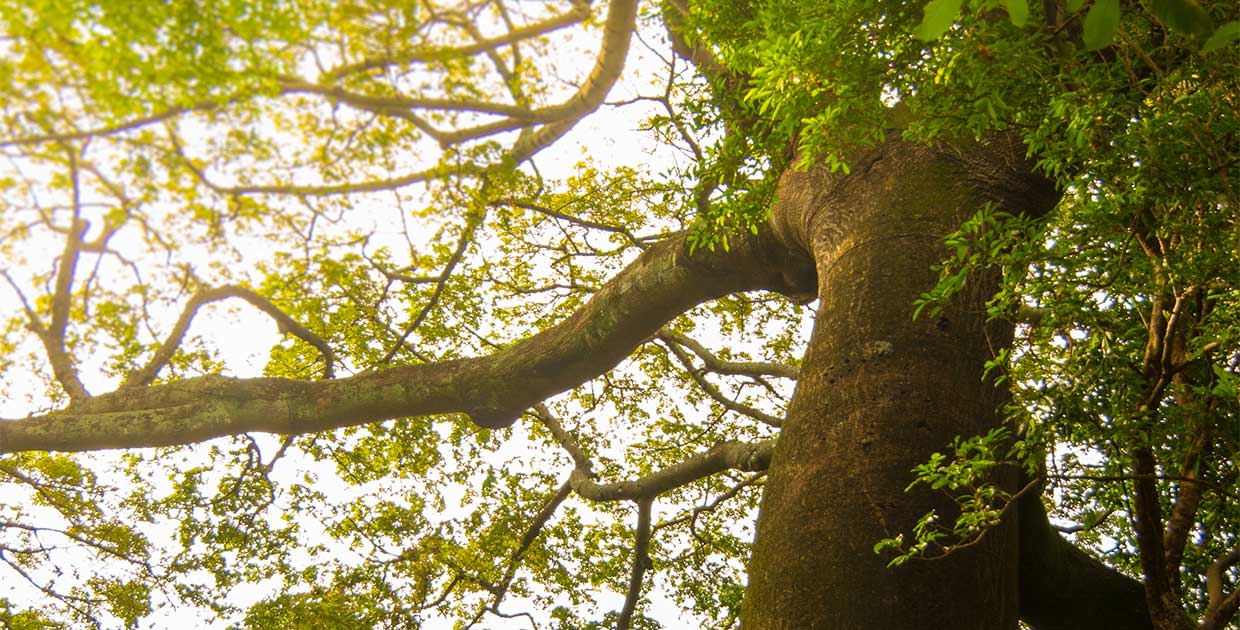 Flor de Caña se compromete a sembrar más de un millón de árboles para 2025