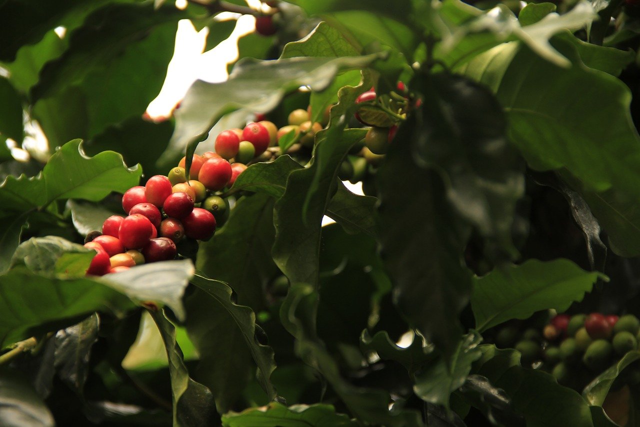 Crece en 310% exportación de café en Honduras
