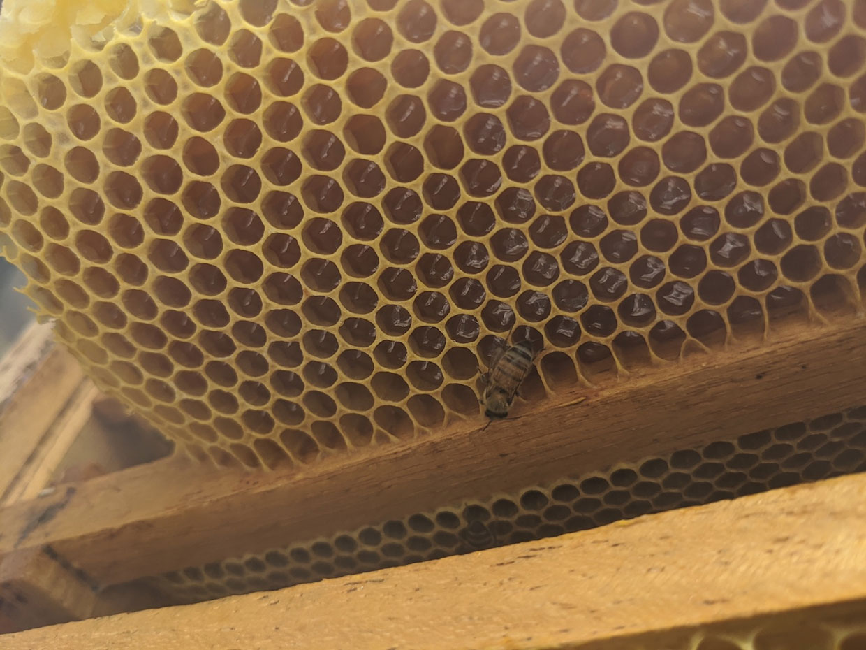 Tecnología permite a apicultores ahorrarse hasta ¢60.000 por estañón de miel en plena crisis económica